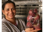 SPRAY FREE BEETROOT Medium Size Red  1.3 KG Bag  Katikati Grown